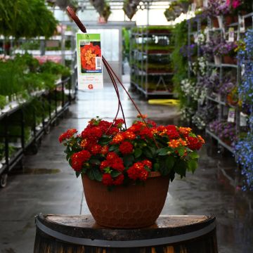 Lantana, Hot Blooded™ Hanging Basket 12"