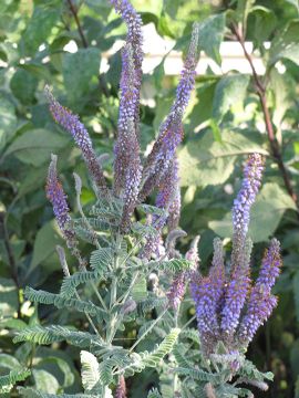 Amorpha, Leadplant 'Minnesota Native'