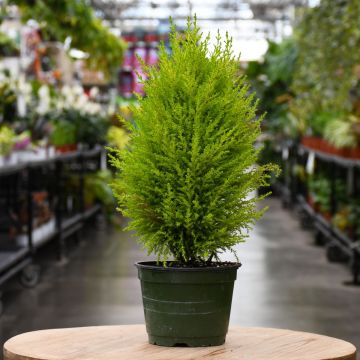 Goldcrest, Cone Lemon Cypress