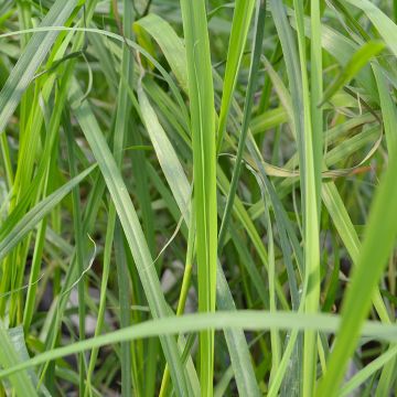 Lemon Grass (Herb)