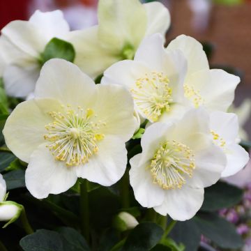 Helleborus, Lenten Rose 'Christmas Rose'