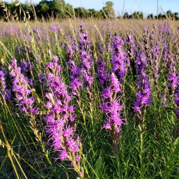 Liatris, Dotted Blazing Star, 6 pack