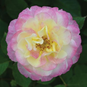 Rosa, Floribunda Rose 'Life of the Party™'