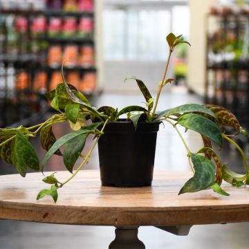 Aeschynanthus Radicans 'Lipstick Plant'