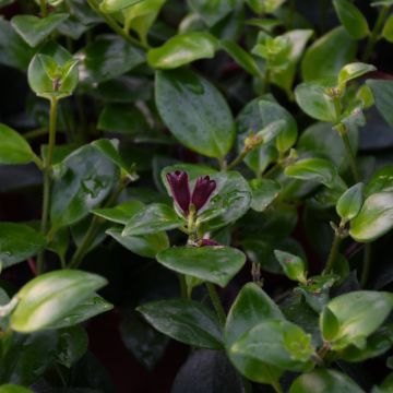 Aeschynanthus Radicans 'Lipstick Plant'