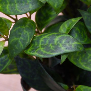 Aeschynanthus Obconicus 'Mona Lisa'