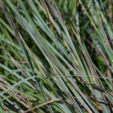 Schizachyrium, Little Bluestem 'Minnesota Native'