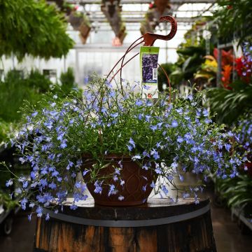 Lobelia, Trailing 'Blue' Hanging Basket 12"