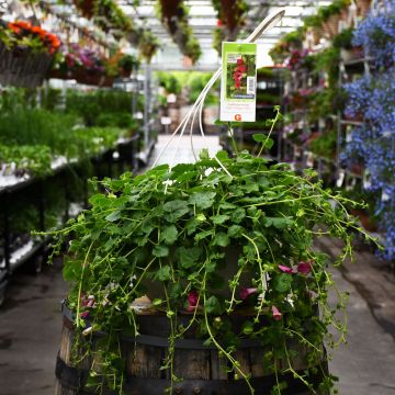 Lophospermum, Creeping Gloxinia 'Compact Rose' Hanging Basket 12.8"