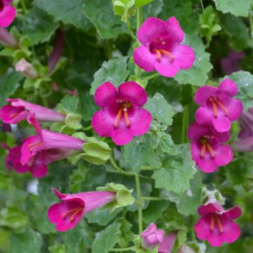 Lophosperma (Creeping Gloxinia), 'Compact Rose'