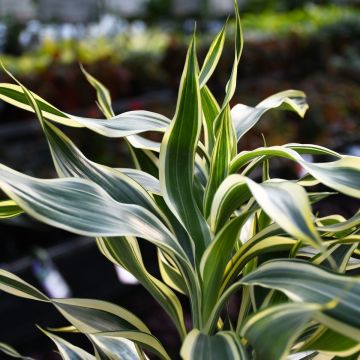 Dracaena Sanderiana, Lucky Bamboo 'Variegated'