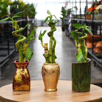 Dracaena Sanderiana, Lucky Bamboo in Ceramic