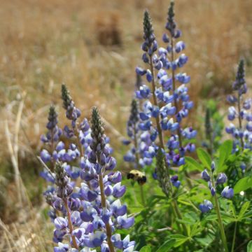 Lupinus, Wild Lupine, 6 pack