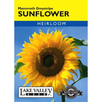 Helianthus, Sunflower, Mammoth Greystripe, 6g