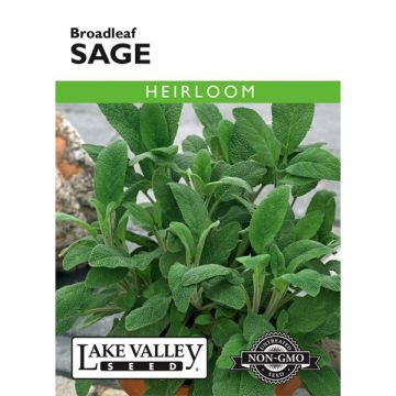 Salvia, Sage, Broadleaf Sage, 0.75g