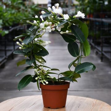 Stephanotis, Madagascar Jasmine 'Infinity Circle'