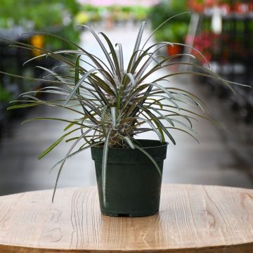 Pachypodium Lamerei, Madagascar Palm