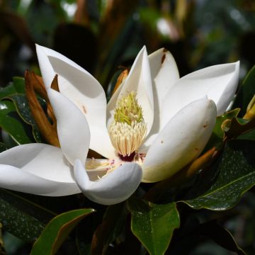 Magnolia, 'Kay Parris' (Indoor)