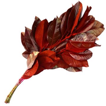 Branches, Magnolia Leaves, Dipped 'Red'