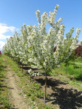 Malus, Crabapple Flowering 'Dolgo' (Large)