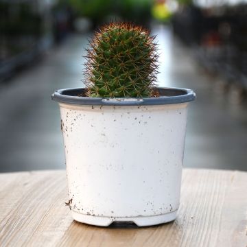 Cactus, Cylindrical Assortment