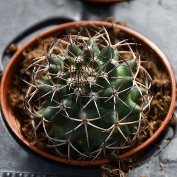 Cactus, Cylindrical Assortment