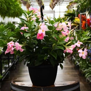 Mandevilla, Hanging Basket 10"