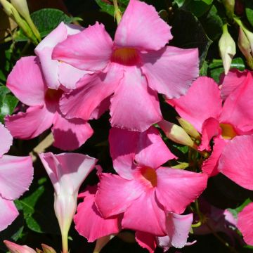 Mandevilla, Hanging Basket