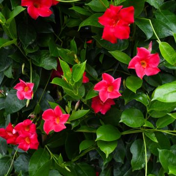 Mandevilla, 'Teepee Stand'