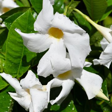 Mandevilla (Rock Trumpet), 'White'