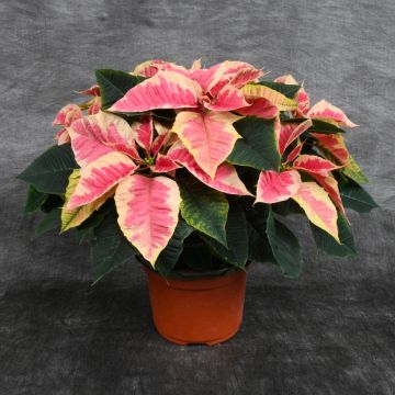 Marble Poinsettia, Bare Pot