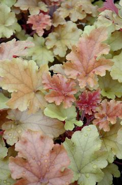 Heuchera, Bicolor Leaf Coral Bells 'Marmalade'