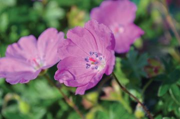 Geranium, Bloody Cranesbill 'Max Frei'