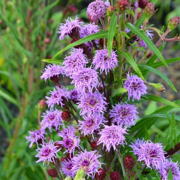 Liatris, Meadow Blazingstar 'Minnesota Native'