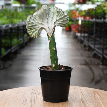 Euphorbia Lactea, Mermaid Tail