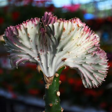 Euphorbia Lactea 'Mermaid Tail Cactus'