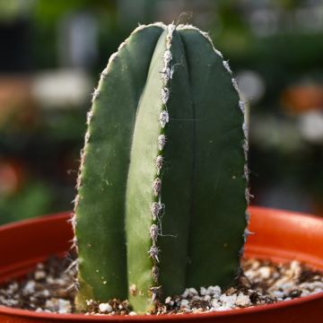 Pachycereus Marginatus 'Mexican Fence Post Cactus'