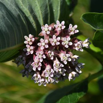 Asclepias, Common Milkweed, 6 pack