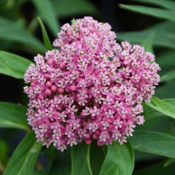 Asclepias, Swamp Milkweed 'Minnesota Native'