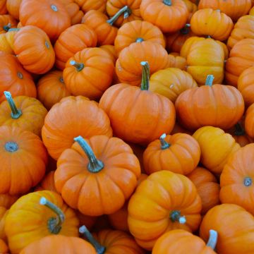 Pumpkins, Mini (Assorted)