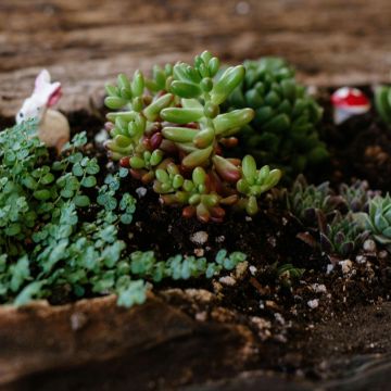 Miniature Garden Workshop | Saturday, March 8th