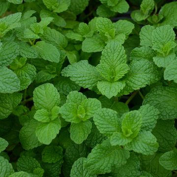 Mint, Mojito (Herb)