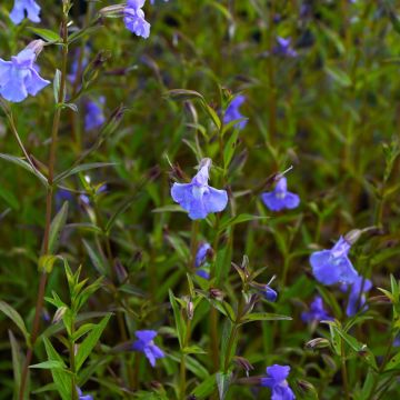 Mimulus, Monkey Flower, 6 pack