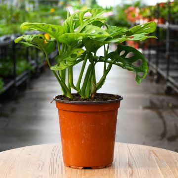 Monstera Adansonii 'Swiss Cheese Plant'