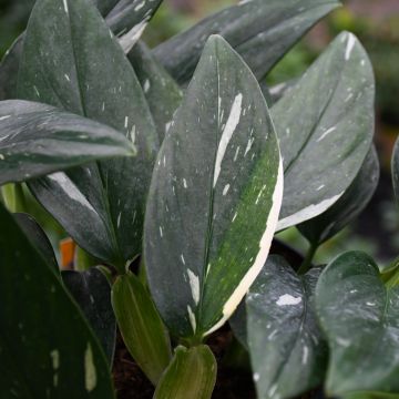 Monstera Standleyana 'Cobra'