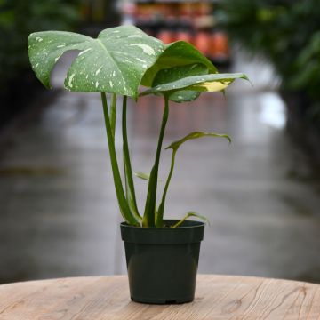 Monstera Deliciosa 'Thai Constellation'