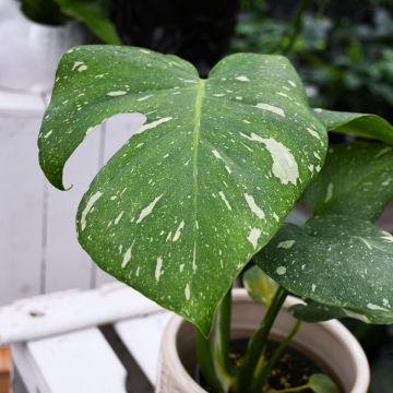 Monstera Deliciosa 'Thai Constellation'