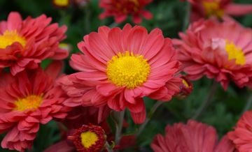 Chrysanthemum, Hardy Mum, 'Mammoth™ Red Daisy'