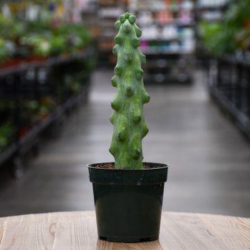 Cactus, Myrtillocactus Geometrizans