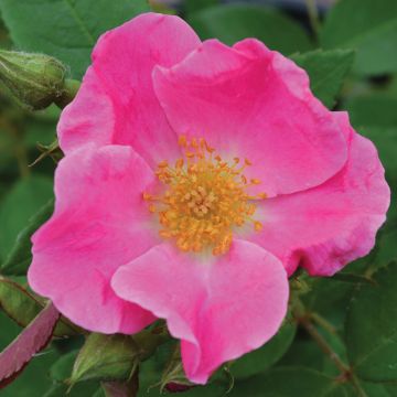 Rosa, Shrub Rose 'Nearly Wild'